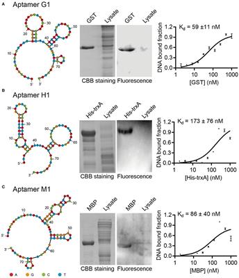 Aptamer-Based Western Blot for Selective Protein Recognition